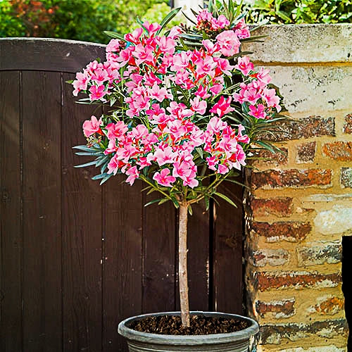  Nerium Oleander Pink HIT XXL VASTAG RÓZSASZÍN A CSOMAGTARTON