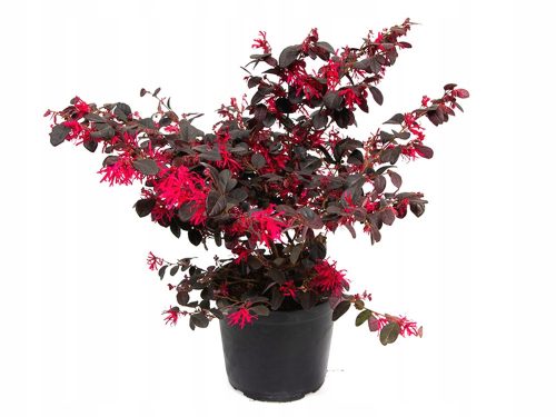  HIT BLACK PEARL * LOROPETALUM CHINENSE piros bokor SEDINGMENT 40 CM