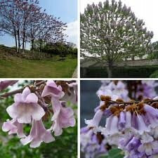  CARP nagy Paulownia Oxytree Oxygen Tree Garancia