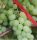  Kamil szőlő 40-60 cm