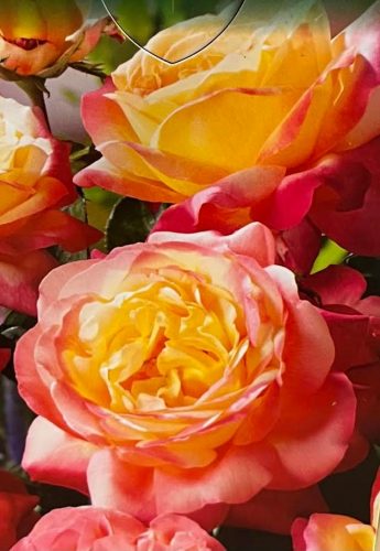  Tarka rózsa palánta 2-3l 60 cm-es edényben