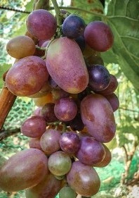  VATIKÁNI szőlő 40-60 cm