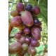  VATIKÁNI szőlő 40-60 cm