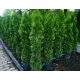  Thuja Emerald 140-150cm Gyökeres edény 5l