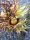  TÖRÖK Mogyoró - új gyümölcs a kertben, méztermő, formás fa