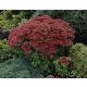  Sedum HERBSTFREUDE HIGH LARGE 2L