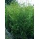  THUJA BRABANT 150-160cm Gyökeres! Virágcserép