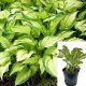  Hosta (funkia) lila palánta 0,5-1 literes edényben