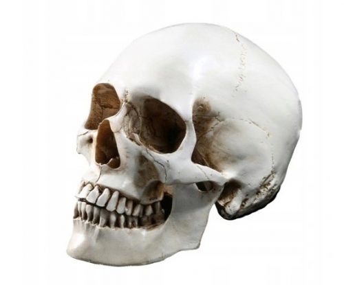  Életméret 1:1 Human Skull Replica Model Resin