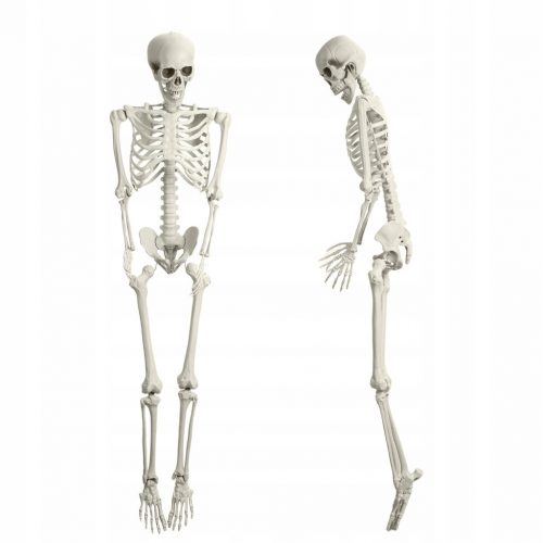  Skeleton Simulation Prop Posable Human Bone Skeleton Decoration for