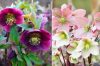 HELLEBORUS MIX palánta 3 db + INGYENES