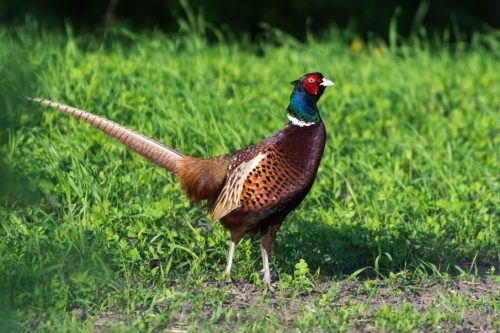 Takarmány egzotikus madarak - Táplálék tenyészmadarak, fácánok számára Ełpol 25 kg