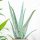  Aloe vera palánta 0,5 literes edényben