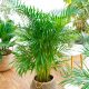  Dypsis lutescens palánta 2-3 literes edényben