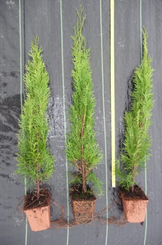  THUJA SMAGRALD EDÉPBEN, 1 méter -15 db!!