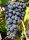 Kodrianka szőlő + biotrágya palánta 2-3l-es edényben 40-60 cm