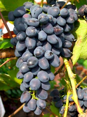 Kodrianka szőlő + biotrágya palánta 2-3l-es edényben 40-60 cm
