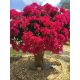  Lagerstroemia rózsaszín palánták DÉL NÉLKÜL 40CM