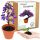 Készlet bonsai boldogságfa, paulownia birodalmi oxifa termesztéséhez